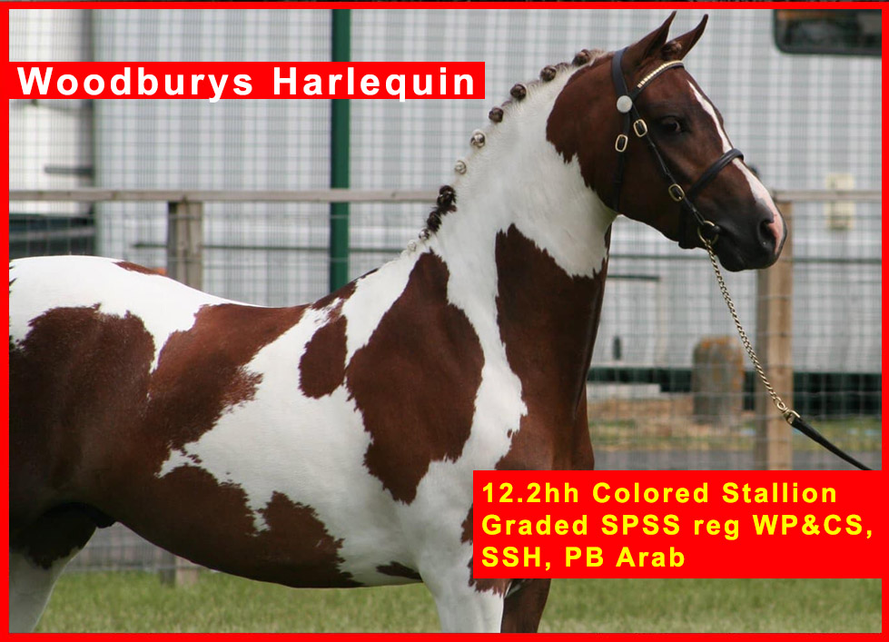 Woodburys Harlequin - 12.2hh Colored Stallion.jpg